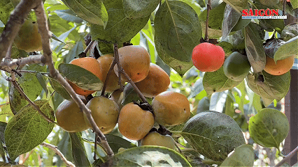Ngọt ngất ngây mùa hồng Đà Lạt