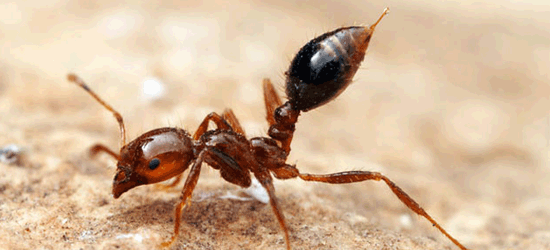 Phát hiện ổ kiến lửa đỏ có thể gây chết người ở Hàn Quốc ảnh 1