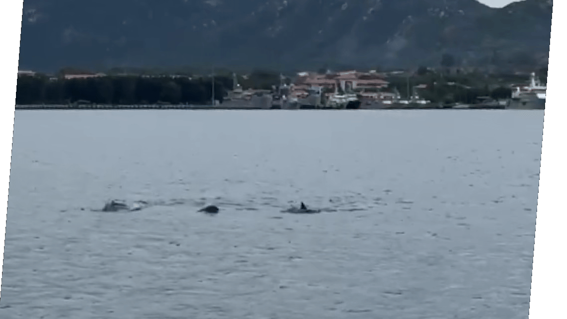 Đàn cá heo xuất hiện tại vịnh Cam Ranh