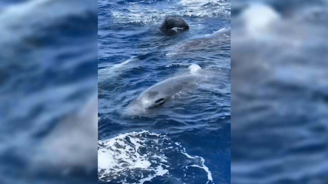 Đàn cá nhà táng xuất hiện tại vùng biển Khánh Hòa