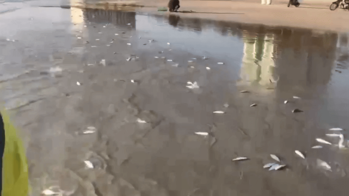 Cá trích dạt vào bãi biển Khánh Hòa là hiện tượng tự nhiên