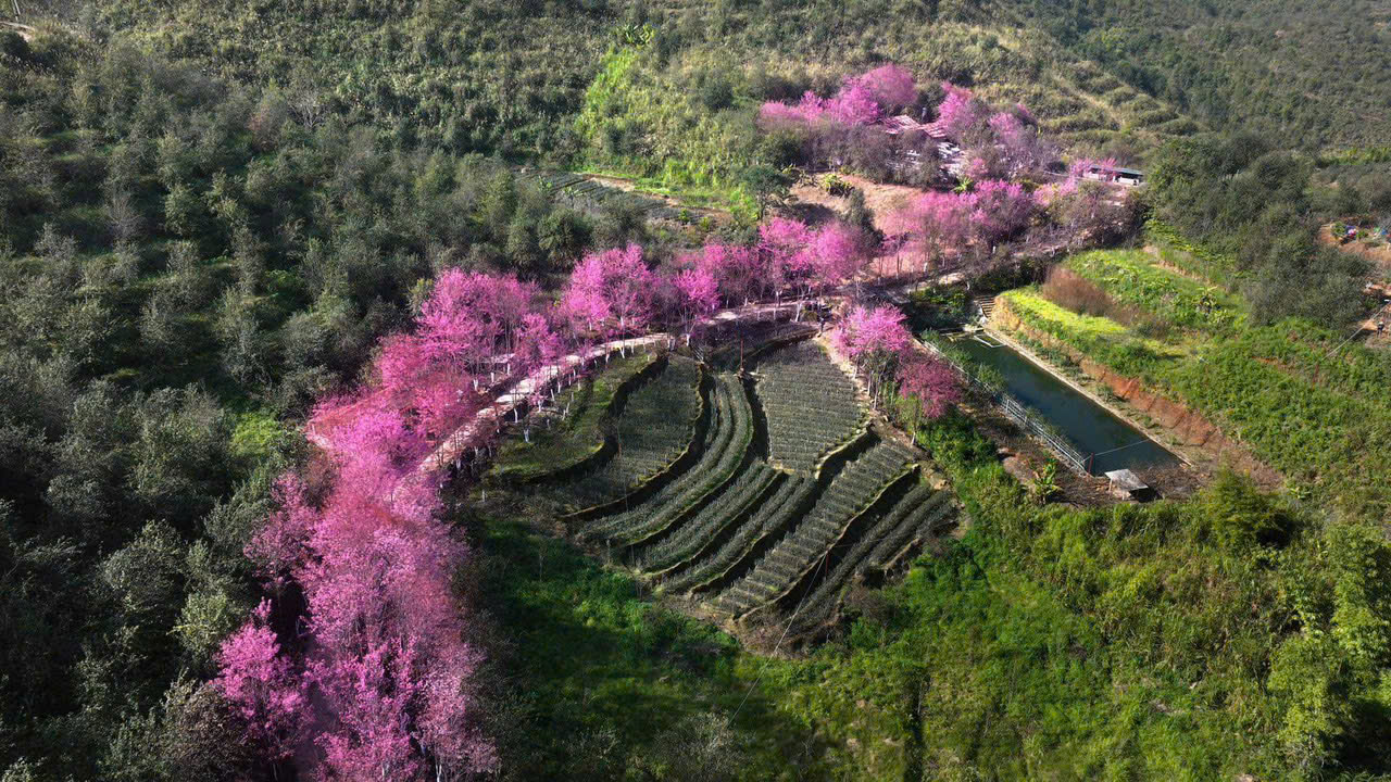 Lễ hội Hoa Tớ Dày và các hoạt động chào xuân 2026