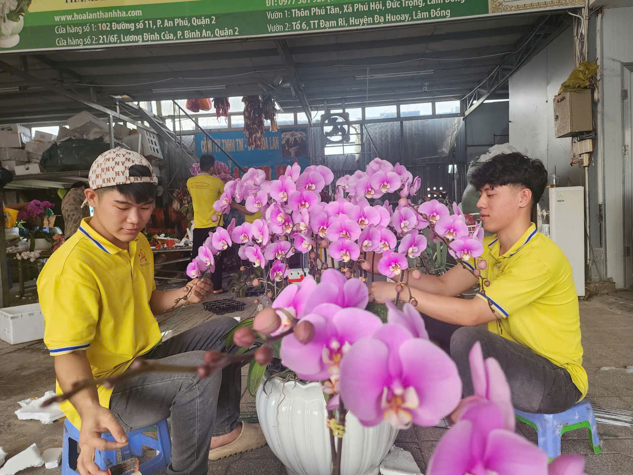 Các chậu lan hồ điệp được nhân viên Công ty TNHH dịch vụ hoa lan Thanh Hà (phường Bình Trưng, TPHCM) chuẩn bị giao đến khách hàng dịp Tết Dương lịch 2026
