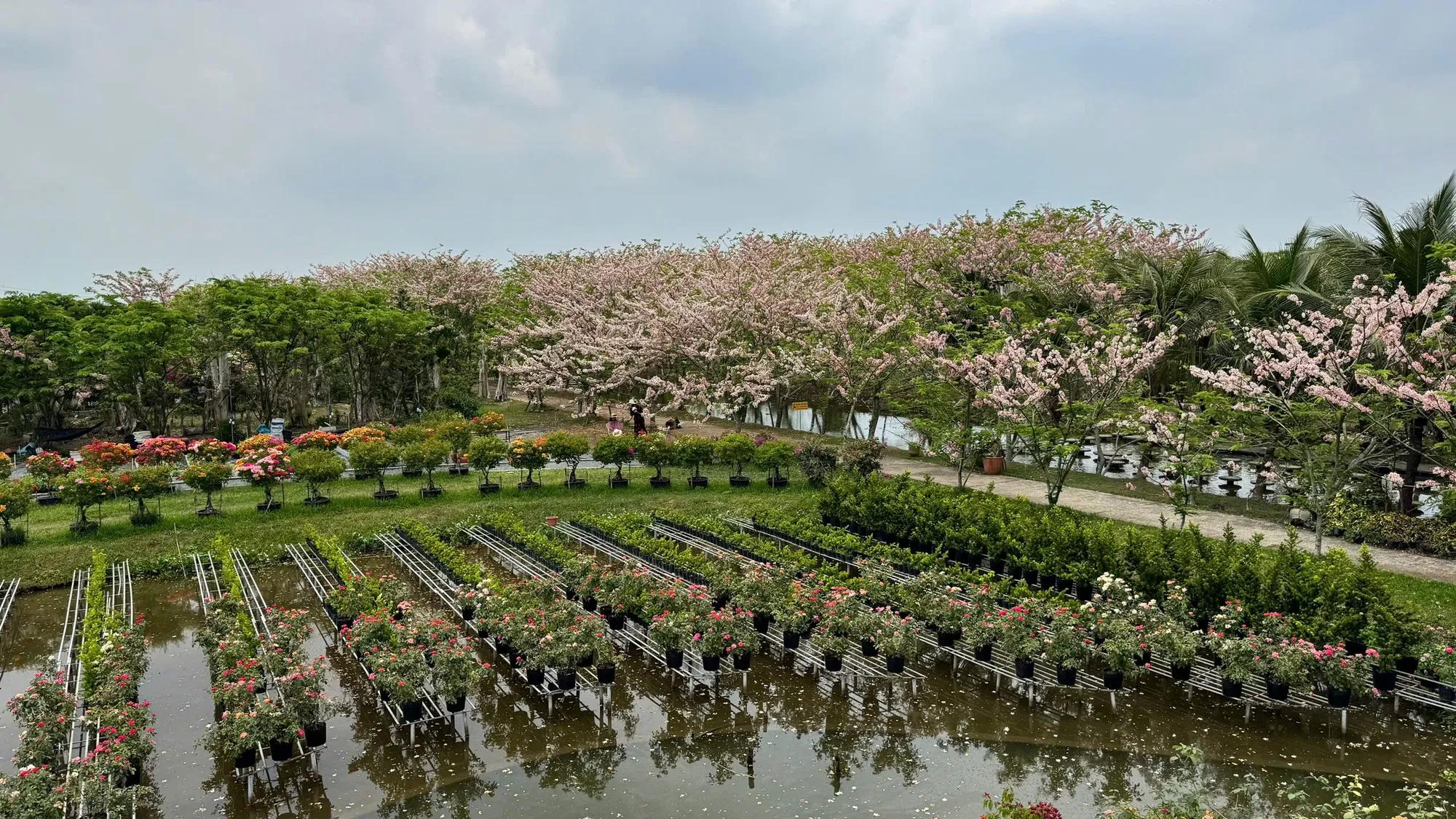 观赏西区最美樱花园