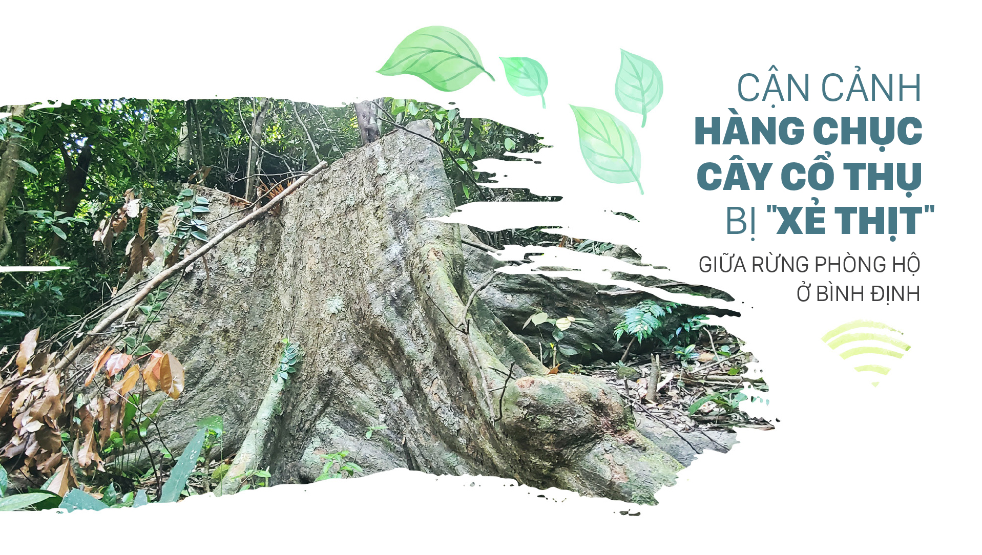 Cận cảnh hàng chục cây cổ thụ bị 'xẻ thịt' giữa rừng phòng hộ ở Bình Định