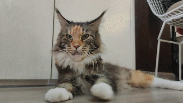 Beholding cats, welcoming the year of Cat