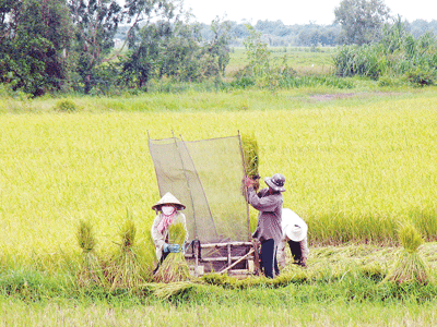 Màu xanh thanh bình ở Củ Chi