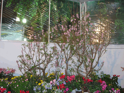 Flowers and blossoms welcome the coming spring during each Tet Lunar New Year ( Photo: Ngoc Anh)