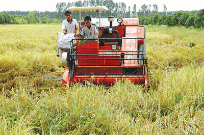 Farmers harvesting rice in the Mekong Delta province of An Giang ( Photo: SGGP)