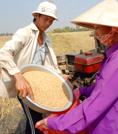 Farmers in the Mekong delta province of Long An harvesting fragrant rice ( Photo: SGGP)