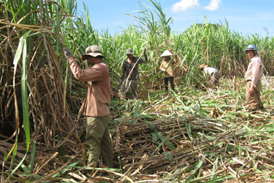 Sugarcane being harvested in Chu Gu (Photo: Gia Lai newspaper)