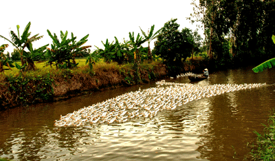 Raising water fowl in Vietnam (Photo: A. Quan)