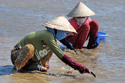 Two women raking soil to look for oyster. More jobs will be created for women to help them earn higher income ( Photo: U. Phuong)
