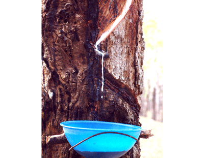 Agribank plans to allocate VND2,300 for rubber sector ( Photo: U. Phuong)