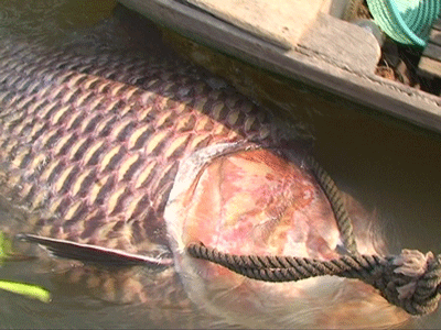The 150 kilogram giant barp fish caught by Phuoc (Photo: SGGP)