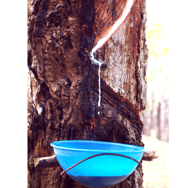 Rubber exports of 228,000 tonnes reached $640 million, a year-on-year fall of 10 per cent in value (Photo: U. Phuong)