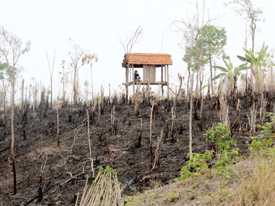 A tract of forest land in Ea Huar Commune, chopped down for planting rubber trees ( Photo: SGGP)