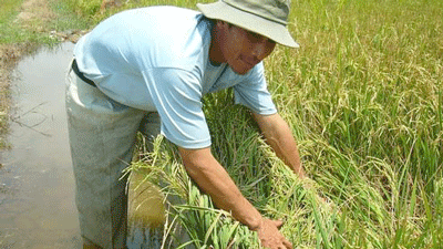 Salinity in Soc Trang Province is threatening an area of 14,000 hectares of rice cultivation