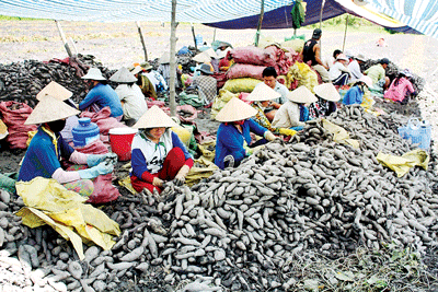 Farmers being fleeced by dishonest Chinese traders in the Mekong Delta (Photo: SGGP)