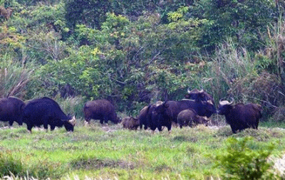 A herd of gayals in the Cat Tien National Park, 150 km north of Ho Chi Minh City (Photo: Nguoi Lao Dong)