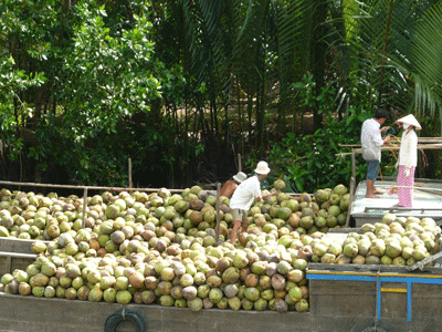 Almost 40,000 households in Ben Tre Province live on coconut farming