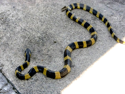 Ten deadly ‘Krait’ snakes caused panic among bus passengers enroute to Da Nang City on June 13