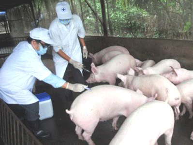 Veterinarians vaccinate pigs against the blue ear disease ( Photo: www.chinhphu.vn)