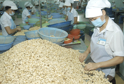 Cashew exporters are presently facing many difficulties (Photo: SGGP)
