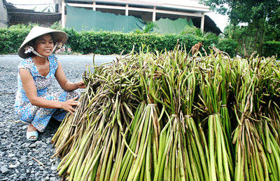 Breeders use the plant for making items for exports (Photo: SGGP)