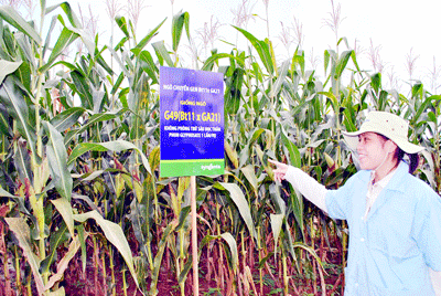 Vẫn thận trọng với cây trồng biến đổi gen