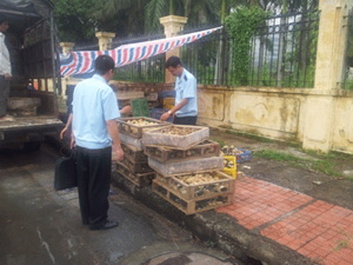 Officials seize illegal chickens at a check point in Quang Ninh Province