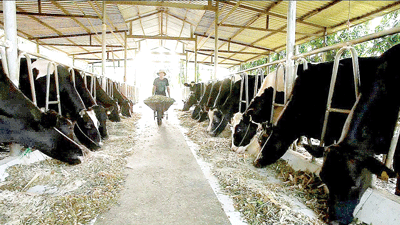 “Tạo lập giá trị chung” cho ngành sữa phát triển bền vững ảnh 2