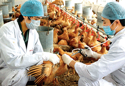 Vets injecting vaccine to prevent bird flu (Photo: SGGP)