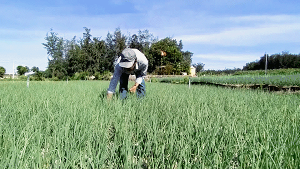 Ly Son garlic price hit record-low, farmers suffer during Covid-19