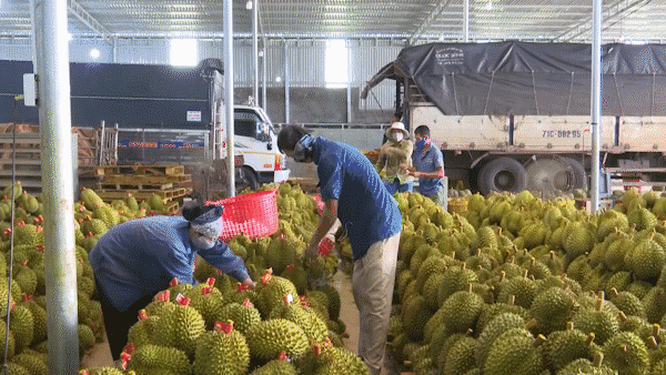 1,000 tons of durian unsaleable in Dak Lak due to Covid-19