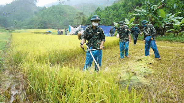 Troopers support rice harvest before rainy season in Central Vietnam