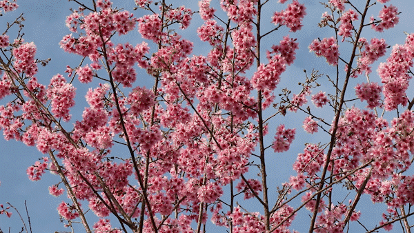 Da Lat brightened by sour cherry trees
