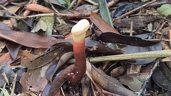 On the hunt for ganoderma lucidum