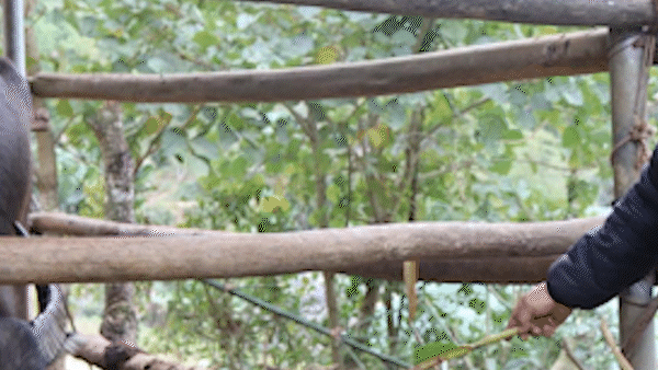 634 con gia súc bị chết rét ở 8 địa phương