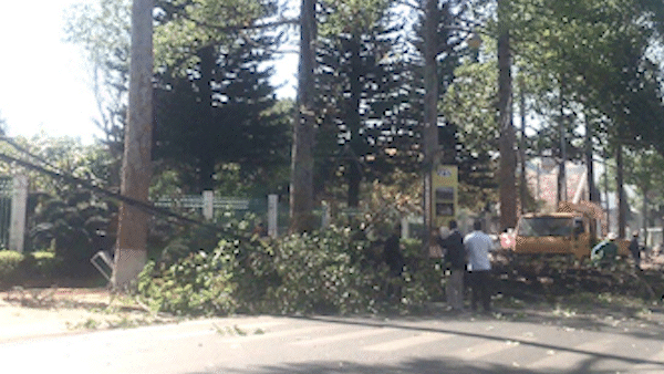 Đắk Lắk: Cây xanh bị gió thổi bật gốc đè một phụ nữ nguy kịch