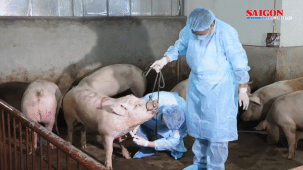 Tin nóng: Long An tiêu hủy đàn heo dương tính với dịch tả heo châu Phi; Triệt phá đường dây mua bán thận, thu lợi hơn 12 tỷ đồng