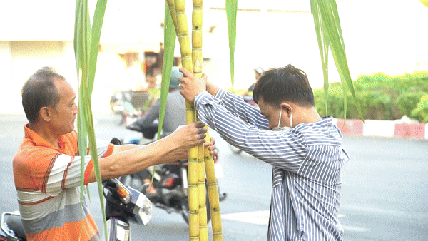 TPHCM: Đầu năm, tấp nập mua mía vàng cúng vía Trời