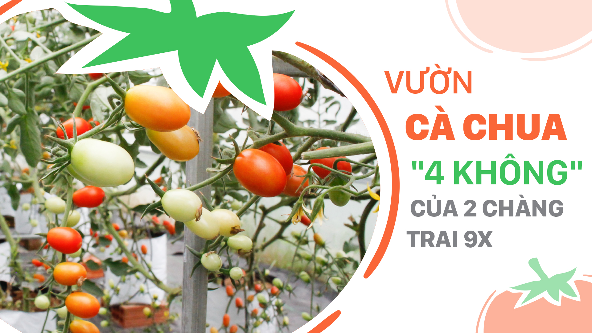 Vườn cà chua '4 không' của 2 chàng trai 9X