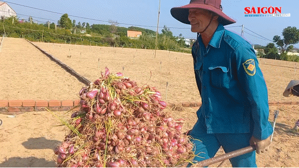 Giá hành tím cao gần gấp đôi, nông dân Quảng Ngãi phấn khởi