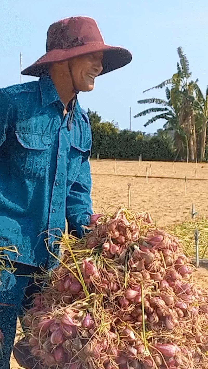 Đầu tháng 5, nông dân Quảng Ngãi phấn thu hoạch hành tím khi vừa trúng mùa, vừa bán được giá cao gần gấp đôi cùng kỳ năm ngoái, nhiều hộ thu lãi lớn. 