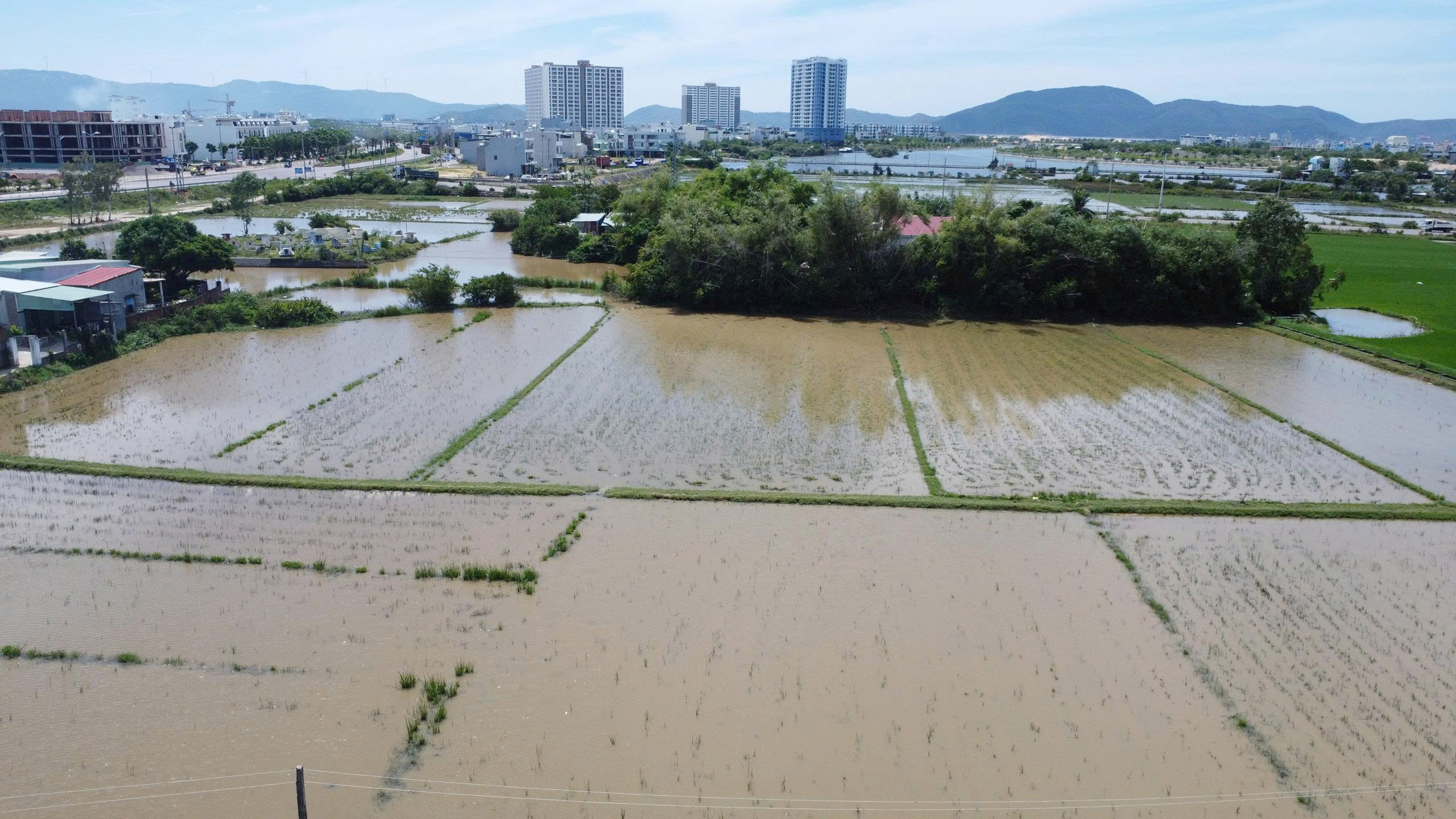Ruộng lúa ngập úng giữa mùa khô, nông dân Quy Nhơn Đông kêu cứu