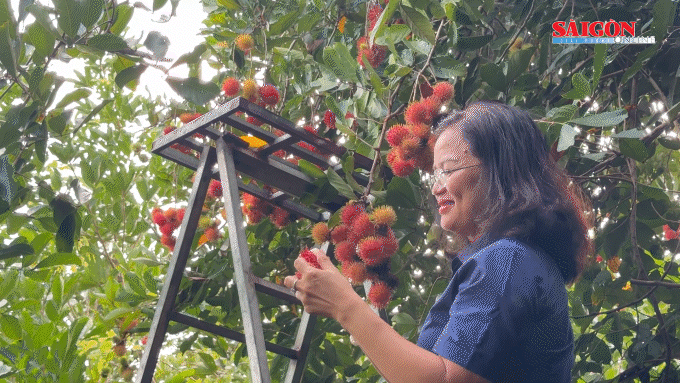 Đánh thức tiềm năng du lịch sinh thái miệt vườn TPHCM