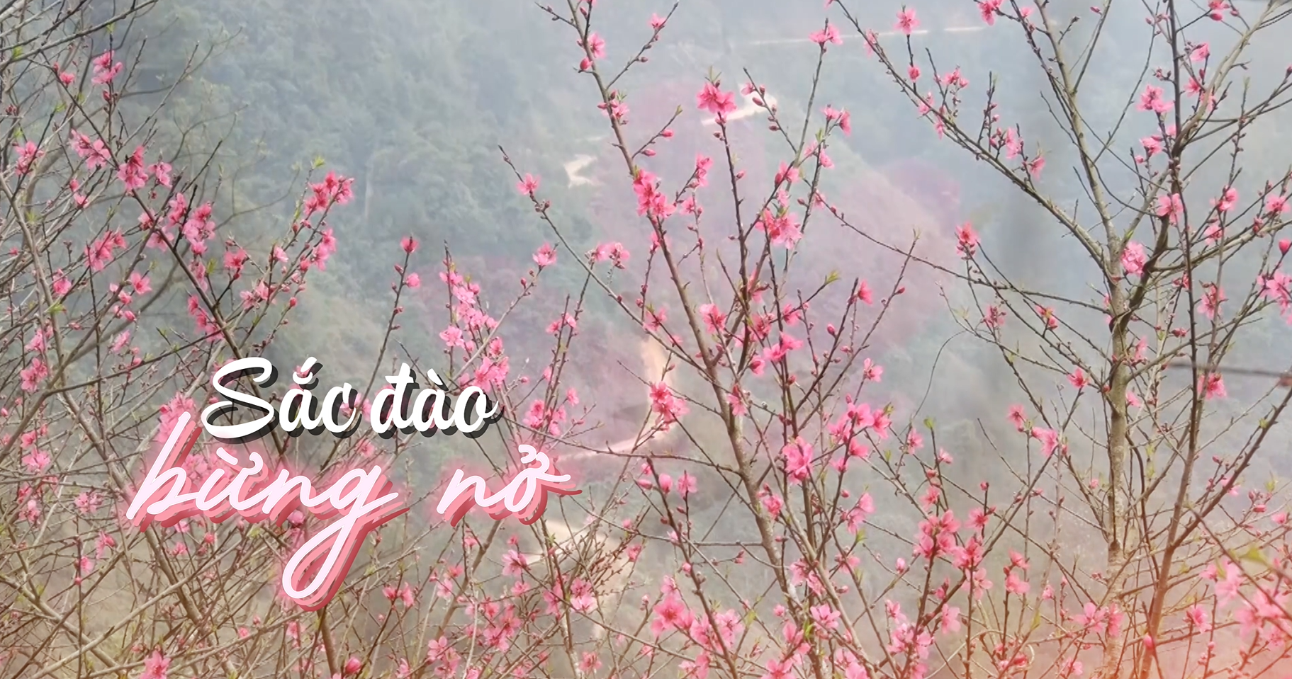 Lạng Sơn mở hội hoa đào vùng biên viễn