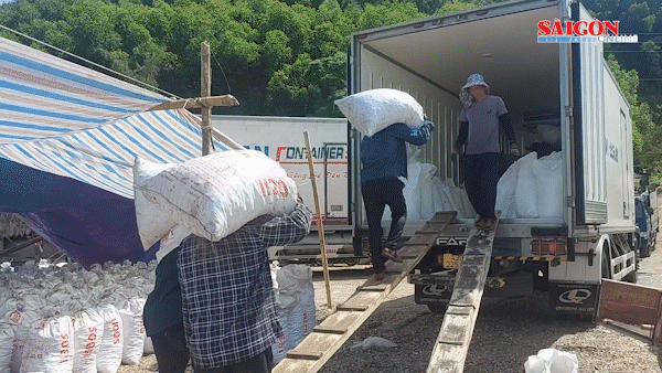 Ngư dân Hà Tĩnh đánh bắt được hàng trăm tấn sò lông mỗi ngày