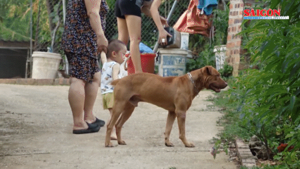 Tin nóng: Bộ Công an nêu giải pháp ngăn chặn, phòng ngừa những vụ án giết người nghiêm trọng; Bé gái 7 tuổi bị hàng trăm vết thương do 4 con chó tấn công